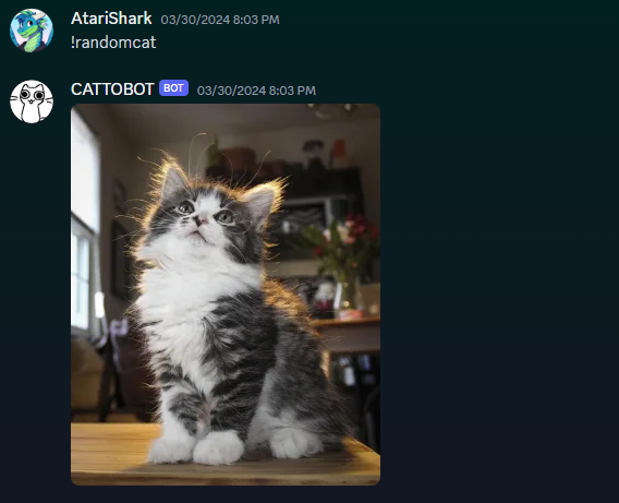 Stupid Bot replit